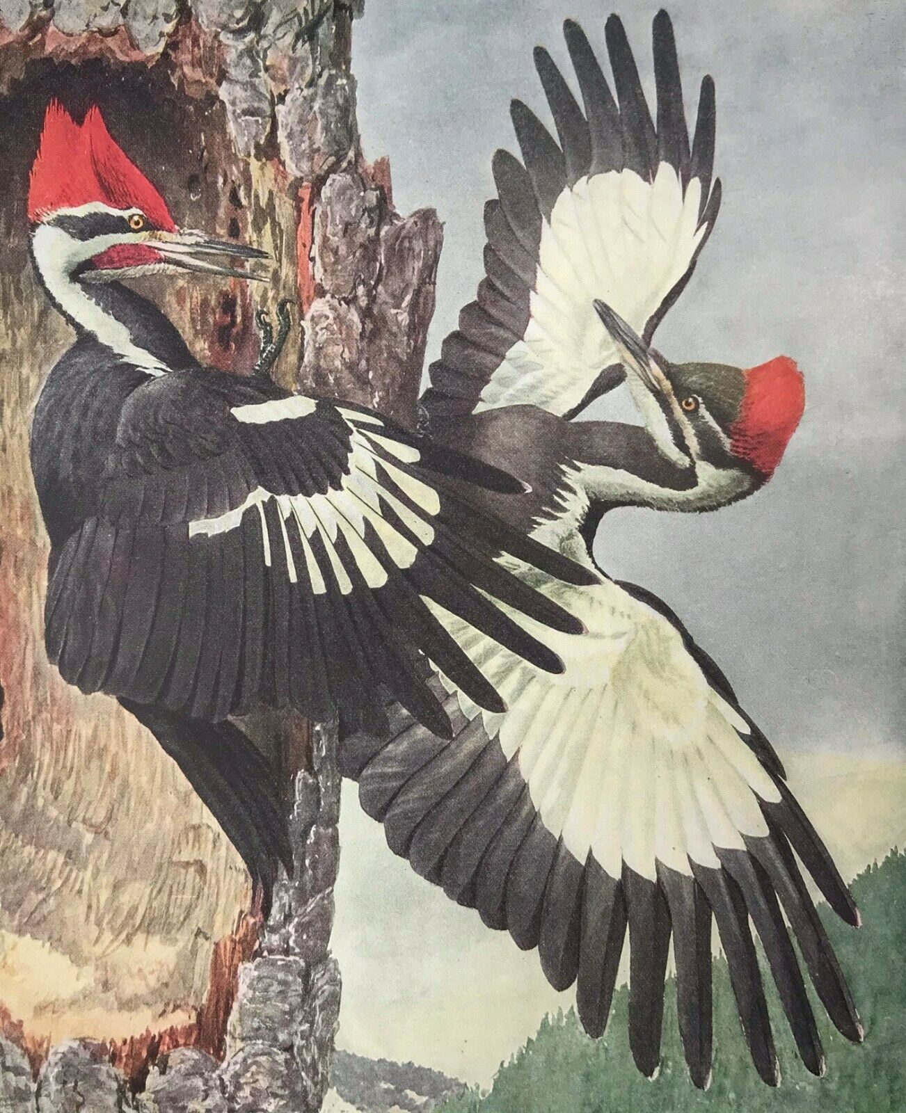 1915 Louis A. Fuertes Lithograph Print Northern Pileated Woodpecker 2v1-68 Et