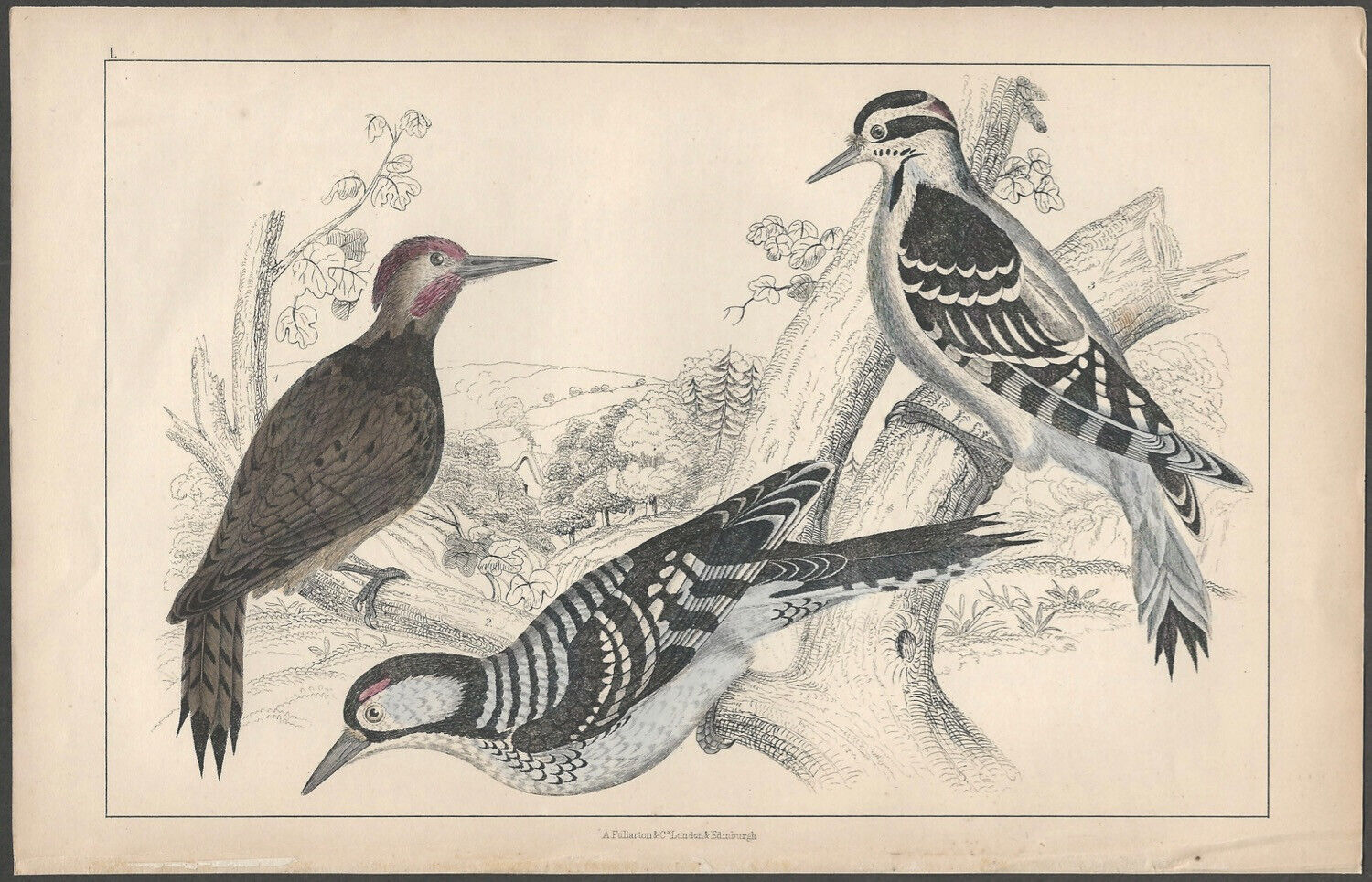 Hand-colored English 19th Century Natural History Plate Of Woodpeckers Birds