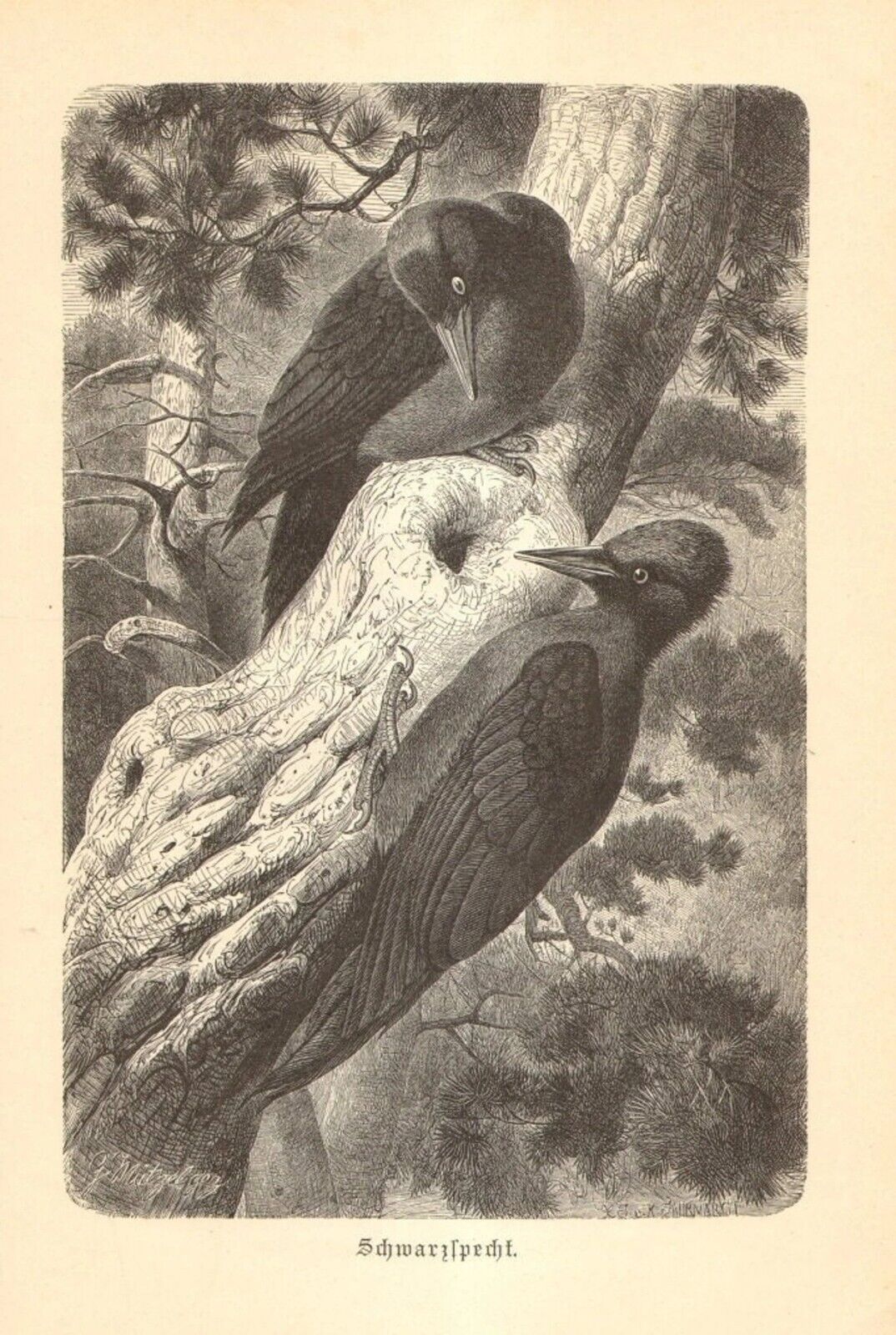 1891 Birds - Black Woodpecker Antique Engraving Print